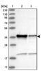 Zinc Finger CCCH-Type Containing 8 antibody, PA5-57066, Invitrogen Antibodies, Western Blot image 