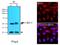 Interferon Regulatory Factor 3 antibody, GTX50058, GeneTex, Immunofluorescence image 