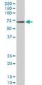 TRAF3 Interacting Protein 2 antibody, H00010758-D01P, Novus Biologicals, Western Blot image 