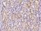 Napsin A Aspartic Peptidase antibody, 204462-T08, Sino Biological, Immunohistochemistry frozen image 