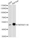 TNF Receptor Superfamily Member 11b antibody, A13250, ABclonal Technology, Western Blot image 