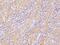 Transmembrane Protein 174 antibody, 203844-T08, Sino Biological, Immunohistochemistry frozen image 