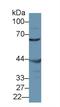 Misato Mitochondrial Distribution And Morphology Regulator 1 antibody, LS-C373856, Lifespan Biosciences, Western Blot image 