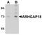 Rho GTPase-activating protein 18 antibody, LS-B4628, Lifespan Biosciences, Western Blot image 