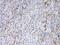 Synapsin I antibody, PB10099, Boster Biological Technology, Immunohistochemistry frozen image 