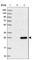 Translation Machinery Associated 16 Homolog antibody, HPA041571, Atlas Antibodies, Western Blot image 