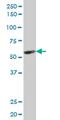 Kruppel Like Factor 10 antibody, MA5-20125, Invitrogen Antibodies, Western Blot image 