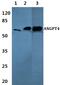 Angiopoietin 4 antibody, PA5-75667, Invitrogen Antibodies, Western Blot image 