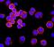 ERBB2 antibody, ab134182, Abcam, Immunofluorescence image 