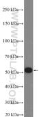 F-box only protein 31 antibody, 27294-1-AP, Proteintech Group, Western Blot image 