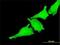 TAO Kinase 3 antibody, H00051347-M08, Novus Biologicals, Immunofluorescence image 