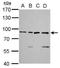 XRCC5 antibody, TA308827, Origene, Western Blot image 