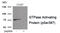 Rac GTPase Activating Protein 1 antibody, 80-032, ProSci, Western Blot image 