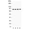 NADPH Oxidase 5 antibody, R31049, NSJ Bioreagents, Western Blot image 