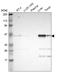 Calumenin antibody, HPA006018, Atlas Antibodies, Western Blot image 