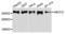 ATP Binding Cassette Subfamily C Member 2 antibody, LS-C409940, Lifespan Biosciences, Western Blot image 