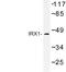 Iroquois Homeobox 1 antibody, LS-C176920, Lifespan Biosciences, Western Blot image 