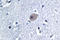 Bone Morphogenetic Protein 8a antibody, LS-C177354, Lifespan Biosciences, Immunohistochemistry paraffin image 