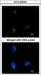 KRR1 Small Subunit Processome Component Homolog antibody, LS-B10821, Lifespan Biosciences, Immunocytochemistry image 