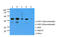 GIPC PDZ Domain Containing Family Member 1 antibody, LS-B8971, Lifespan Biosciences, Western Blot image 