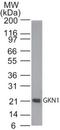 Gastrokine 1 antibody, TA337064, Origene, Western Blot image 