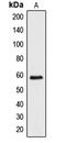 Apoptosis inhibitor 5 antibody, LS-C353072, Lifespan Biosciences, Western Blot image 