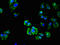 P26255 antibody, LS-C498299, Lifespan Biosciences, Immunofluorescence image 