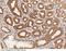 PIST antibody, 14911-T60, Sino Biological, Immunohistochemistry frozen image 