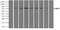 B-Raf Proto-Oncogene, Serine/Threonine Kinase antibody, NBP1-47668, Novus Biologicals, Immunoprecipitation image 