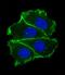Cadherin 1 antibody, M00063, Boster Biological Technology, Immunofluorescence image 
