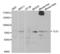 TLE Family Member 1, Transcriptional Corepressor antibody, LS-C334097, Lifespan Biosciences, Western Blot image 