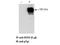 Erb-B2 Receptor Tyrosine Kinase 3 antibody, A00539, Boster Biological Technology, Western Blot image 