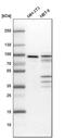 ENAH Actin Regulator antibody, PA5-55948, Invitrogen Antibodies, Western Blot image 