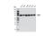 Ribosomal Protein S6 Kinase A1 antibody, 8408S, Cell Signaling Technology, Western Blot image 