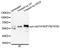 Glutamyl-TRNA Amidotransferase Subunit C antibody, orb374217, Biorbyt, Western Blot image 