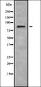 Dehydrogenase/Reductase 11 antibody, orb338232, Biorbyt, Western Blot image 