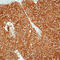 Flotillin 2 antibody, LS-C87767, Lifespan Biosciences, Immunohistochemistry paraffin image 