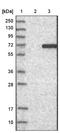 Serum/Glucocorticoid Regulated Kinase Family Member 3 antibody, NBP1-80760, Novus Biologicals, Western Blot image 