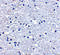Programmed Cell Death 1 antibody, 4067, ProSci, Immunohistochemistry frozen image 