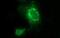 BLOC-1 Related Complex Subunit 5 antibody, NBP2-45656, Novus Biologicals, Immunofluorescence image 