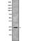 Activation Induced Cytidine Deaminase antibody, abx148079, Abbexa, Western Blot image 