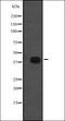 RAD9 Checkpoint Clamp Component B antibody, orb335177, Biorbyt, Western Blot image 