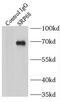 Signal Recognition Particle 68 antibody, FNab08234, FineTest, Immunoprecipitation image 