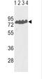 Endothelin Converting Enzyme 1 antibody, abx033019, Abbexa, Western Blot image 