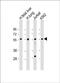 Embryonal Fyn-Associated Substrate antibody, PA5-49537, Invitrogen Antibodies, Western Blot image 