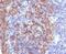 Keratin 14 antibody, 33-168, ProSci, Immunofluorescence image 