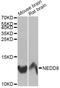 NEDD8 Ubiquitin Like Modifier antibody, A13520, ABclonal Technology, Western Blot image 