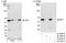 E2F-1 antibody, A300-766A, Bethyl Labs, Western Blot image 
