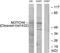 Notch Receptor 4 antibody, LS-C199338, Lifespan Biosciences, Western Blot image 