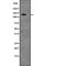 Ubiquitin Specific Peptidase 28 antibody, abx146839, Abbexa, Western Blot image 